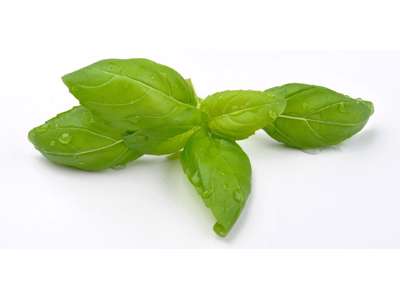Basilikum (Frisk) - 1 kg
