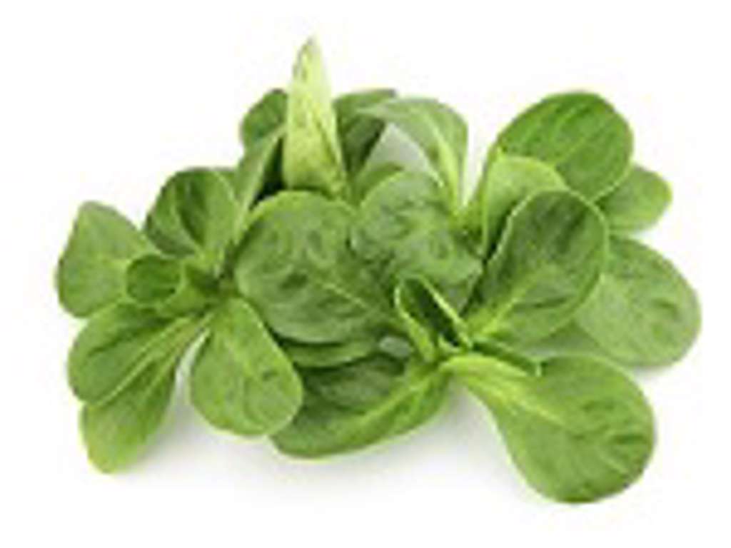 Frisk Feld Salat - pr kasse