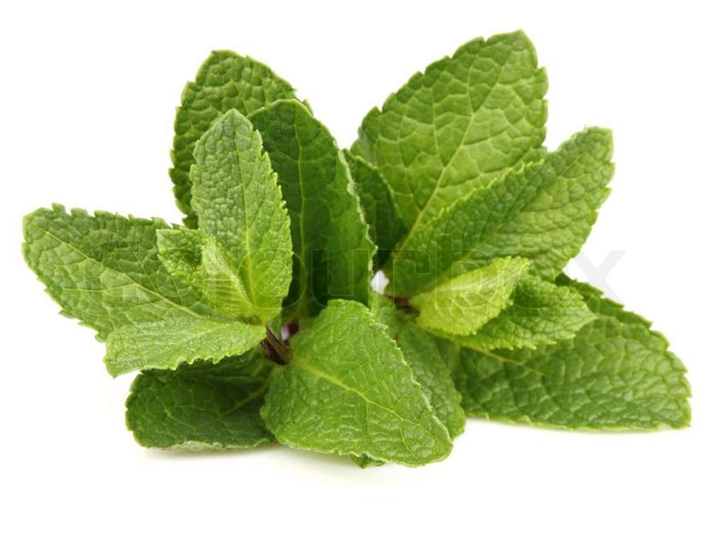 Mynte (Frisk) - pr bundt