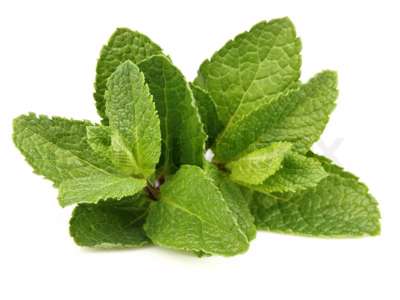 Mynte (Frisk) - pr bundt