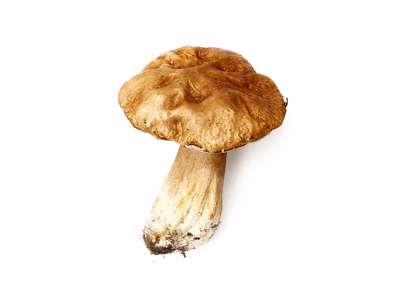 Karl Johan Svamp (frost) - 1 kg