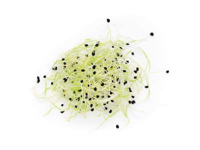 Løgspirer (Frisk) - pr bakke