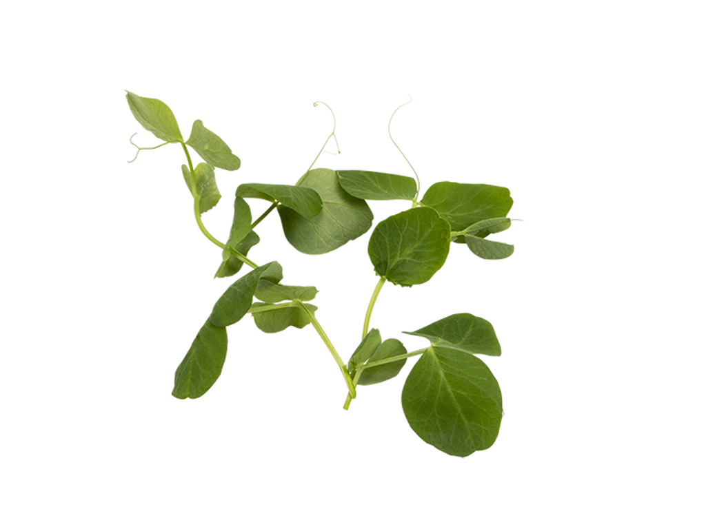 Ærteskud (Frisk) - 2 x 500 g