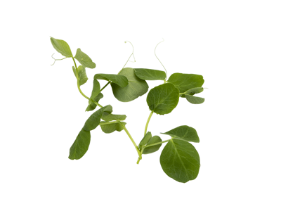 Ærteskud (Frisk) - 2 x 500 g