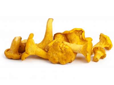 Kantarnel Svampe - pr kasse