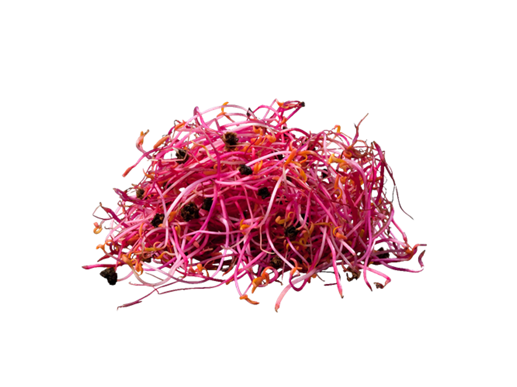 Rødbedespirer (Frisk) - pr bakke