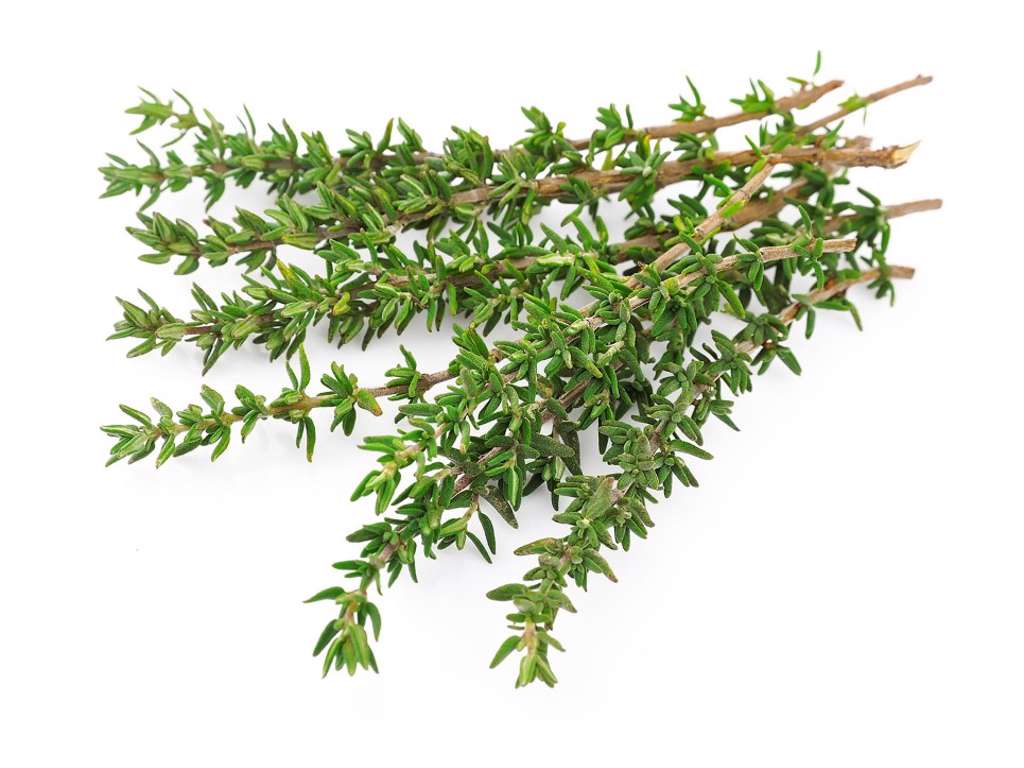 Timian (Frisk) -pr bakke