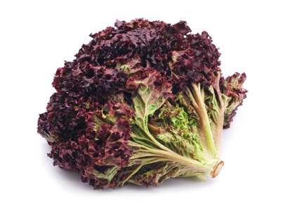 Lollo Rosso Salat - pr kasse