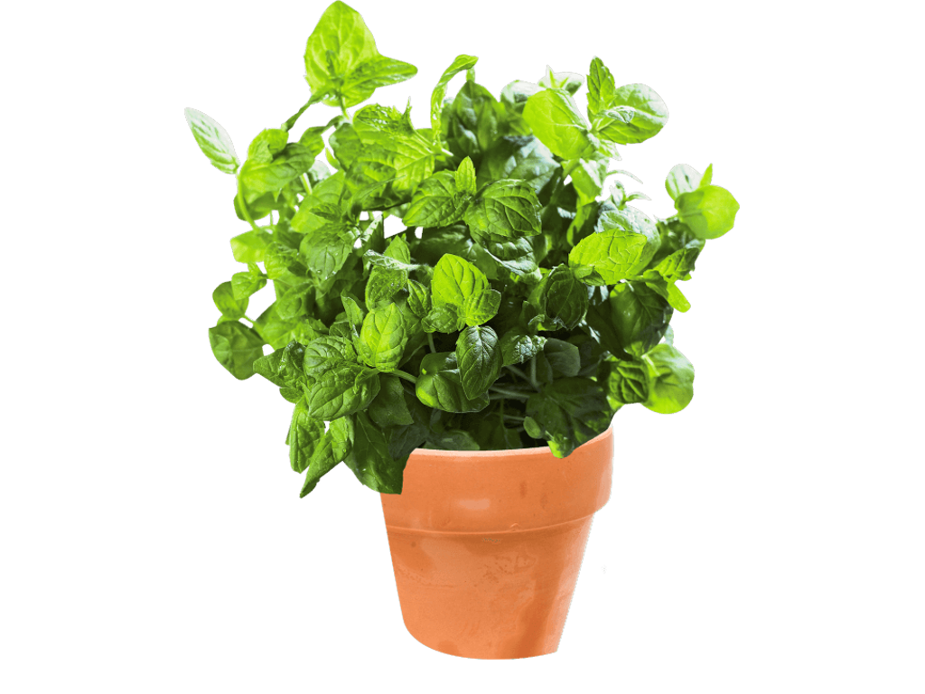 Oregano (Frisk) - pr bakke