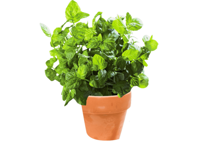 Oregano (Frisk) - pr bakke