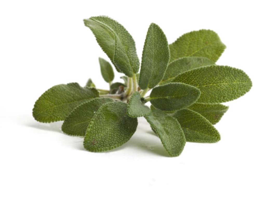 Salvie (Frisk) - pr bakke